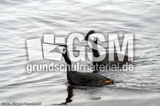 Rollandtaucher (2 von 8).jpg